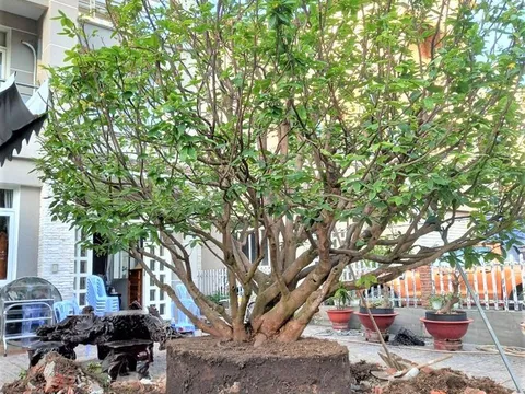 Bắt nhóm đối tượng đem ô tô, xe cẩu cướp cây mai vàng trị giá hàng trăm triệu