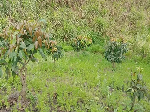 Phát hiện thi thể nam sinh lớp 8 ở Sơn La tử vong với nhiều vết thương