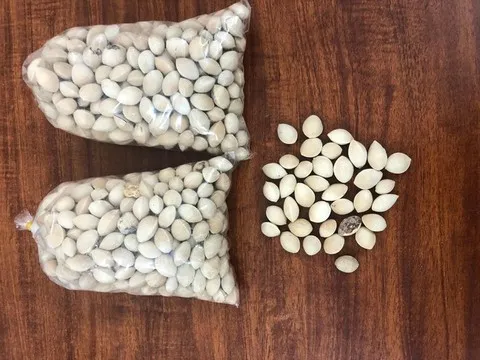 Bị lừa mua bạch quả chữa bệnh, người phụ nữ mất 300 triệu đồng