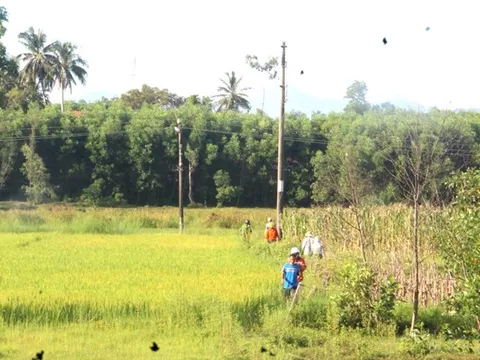 Quảng Nam: Phát hiện thi thể người đàn ông nằm bên trụ điện giữa cánh đồng
