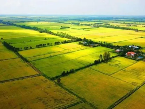 Sửa quy định về sử dụng kinh phí bảo vệ, phát triển đất trồng lúa