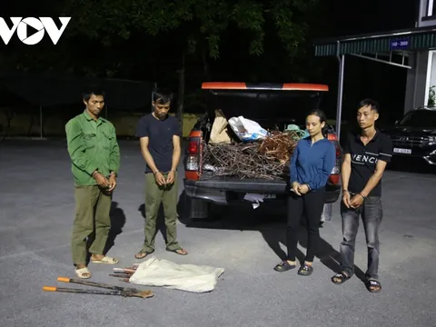 Quảng Ninh: Bắt nhóm trộm cáp điện trên cao tốc Vân Đồn – Móng Cái