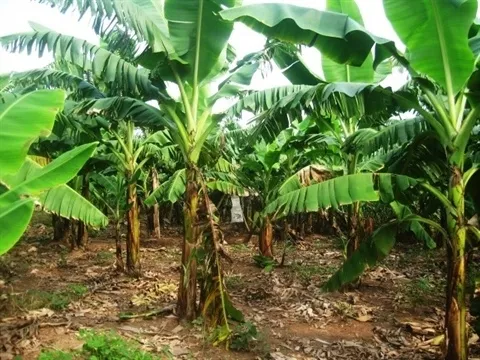 Phát hiện thi thể cụ bà 95 tuổi chôn trong vườn nhà con trai ở Thái Bình