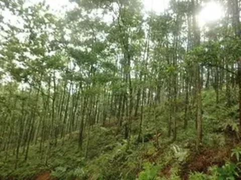 Quảng Ninh: Phát hiện thi thể đang phân hủy trong rừng