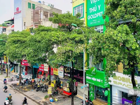 Di dời hoa sữa – Tình yêu hay sự đối đầu?