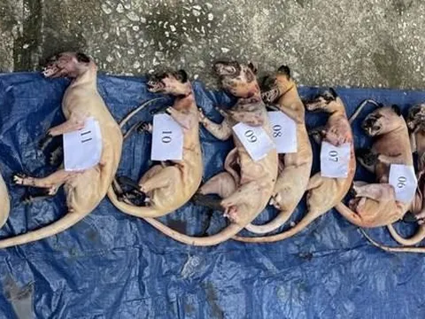 Quảng Nam: Triệt phá đường dây vận chuyển 250 kg thú rừng trái phép