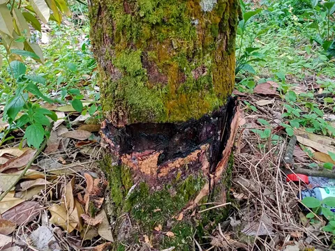 Điều tra vụ 41 cây sầu riêng của 2 hộ dân bị chặt phá ở Lâm Đồng