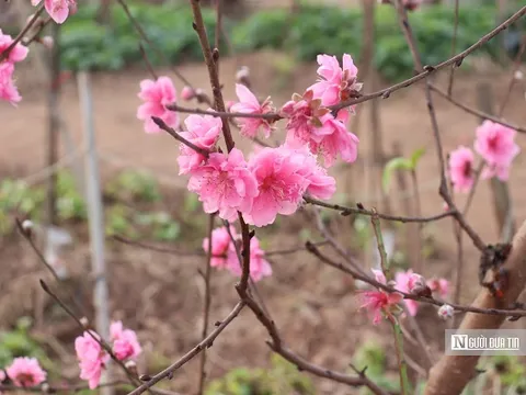 Nơi ươm mầm 'linh hồn' ngày Tết của người Hà Nội
