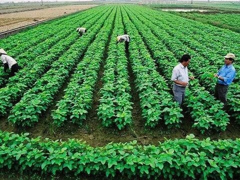 Hoàn thiện chính sách, nâng cao hiệu quả quản lý và sử dụng đất