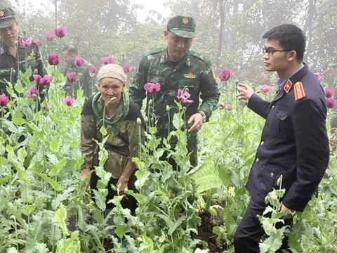 Khởi tố vụ án trồng 600 cây thuốc phiện ở Cao Bằng