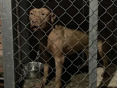 Chó, rất là cần báo động...