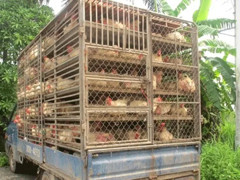 Ngăn chặn, xử lý nghiêm các trường hợp vận chuyển trái phép gia cầm vào Việt Nam