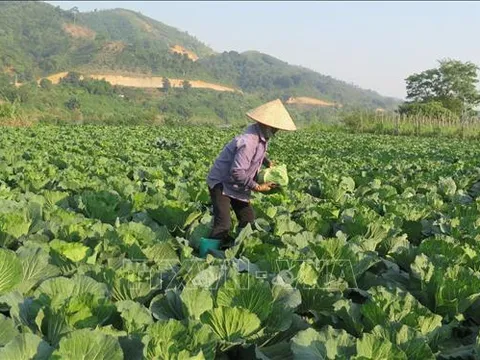 Vi phạm hành chính về trồng trọt bị phạt tới 100 triệu đồng