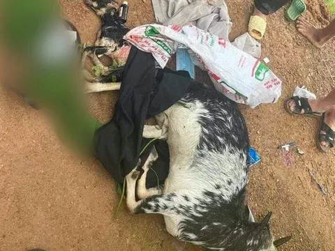 Bắt 3 cựu công an trộm dê của dân