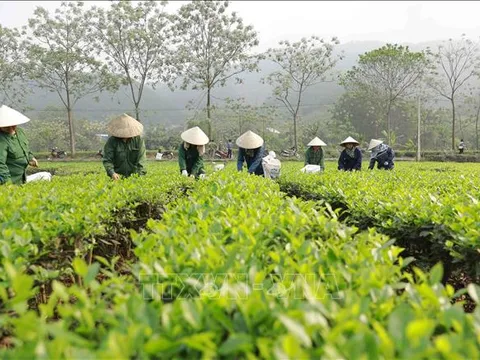 Khẩn trương hoàn thiện dự thảo Nghị định sửa đổi quy định, nâng cao hiệu quả hoạt động của công ty nông, lâm nghiệp