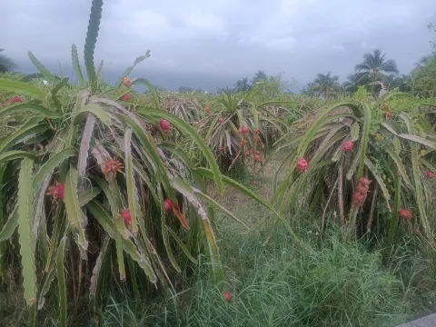 Tạm giữ đối tượng lừa bán thanh long, thực hiện hành vi hiếp dâm, chiếm đoạt tài sản