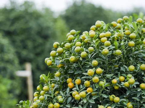 Ngôi làng trồng quất ở Nam Định vượt lên khó khăn để gìn giữ và phát triển nghề truyền thống