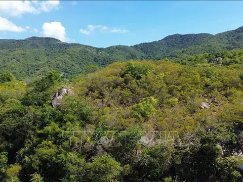 Nâng cao chất lượng rừng, bảo tồn hệ sinh thái và phòng, chống thiên tai