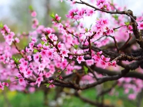 Mùa xuân đất nước khát vọng rồng bay