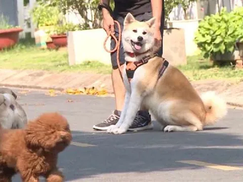 Hiểm họa… chó