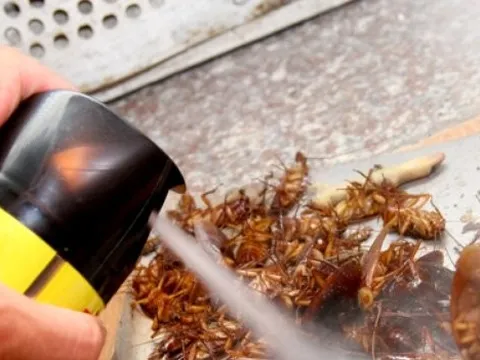 Xử lý nghiêm vi phạm về sản xuất, kinh doanh chế phẩm diệt côn trùng, diệt khuẩn