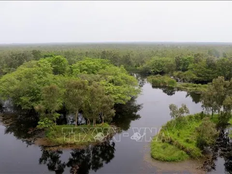 Chỉ thị của Thủ tướng về tăng cường công tác quản lý tín chỉ carbon