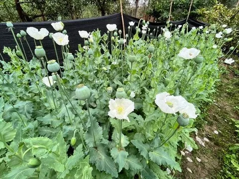 Trồng cây thuốc phiện để ngâm rượu chữa bệnh có bị xử phạt không?