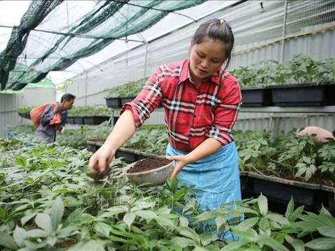 Thủ tướng chỉ đạo tháo gỡ khó khăn trong xuất khẩu dược liệu