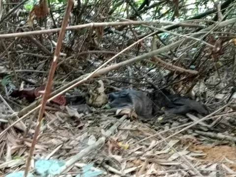 Phát hiện thi thể được cho là nghi phạm giết vợ hờ ở Quảng Bình