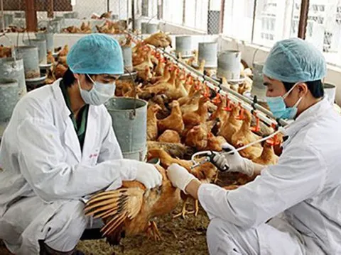 Thủ tướng chỉ đạo tập trung phòng, chống dịch bệnh gia súc, gia cầm