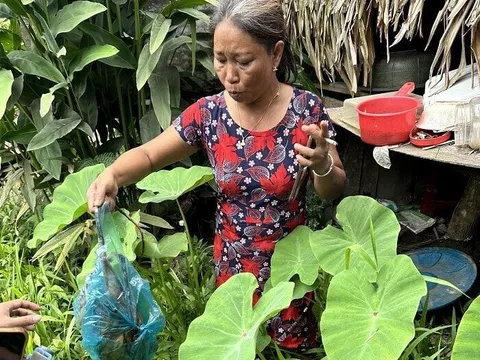 Người phụ nữ bị bắt vì mua bán, tàng trữ chồn bay