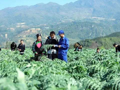 Đề xuất nguyên tắc nuôi, trồng phát triển, thu hoạch cây dược liệu trong rừng