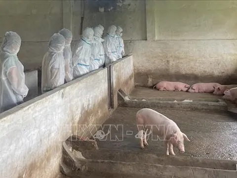 Thủ tướng yêu cầu thực hiện nghiêm các biện pháp phòng, chống dịch tả lợn châu Phi