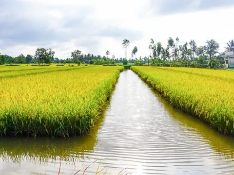 Quy định mới về chuyển đổi cơ cấu cây trồng, vật nuôi trên đất trồng lúa