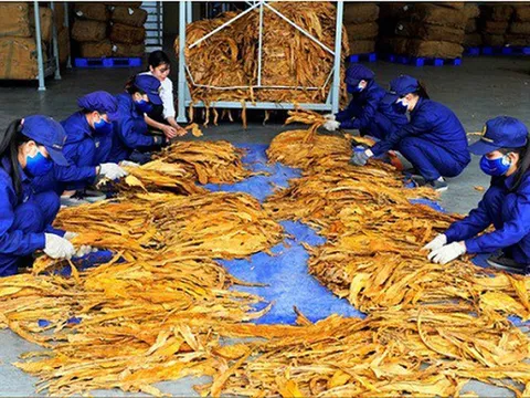 Đề xuất hạn ngạch thuế quan nhập khẩu thuốc lá nguyên liệu năm 2025