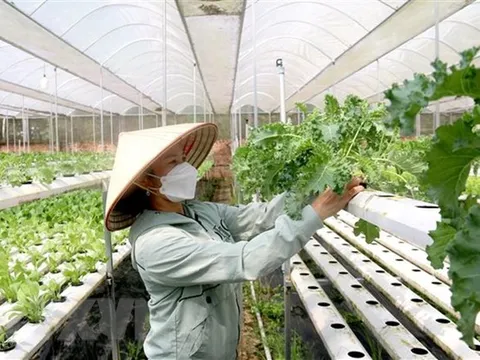 Chính sách hỗ trợ phát triển tổ hợp tác, hợp tác xã, liên hiệp hợp tác xã