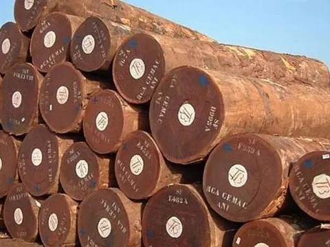 Quy định mới về gỗ hợp pháp