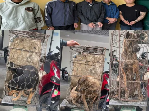 Triệt phá ổ nhóm chuyên trộm cắp chó ở Thanh Hóa