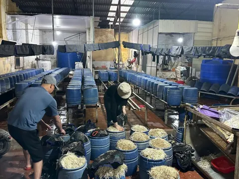 Khởi tố chủ cơ sở dùng chất cấm để sản xuất giá đỗ ở Hưng Yên