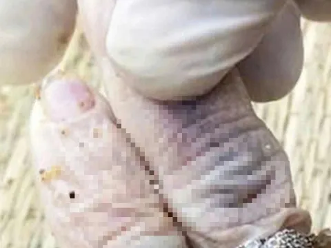 Phát hiện thi thể nữ giới không nguyên vẹn ở bờ biển Quảng Nam, nghi bị sát hại