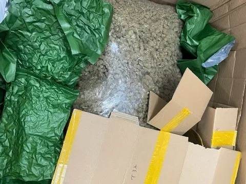 Đề nghị truy tố 14 đối tượng trong đường dây mua bán hơn 700 kg cần sa