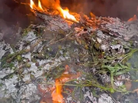 Phát hiện cụ bà U80 trồng hơn 300 cây thuốc phiện xen kẽ rau cải