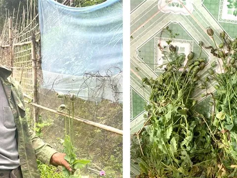 Phát hiện người đàn ông trồng hơn 500 cây thuốc phiện trong vườn