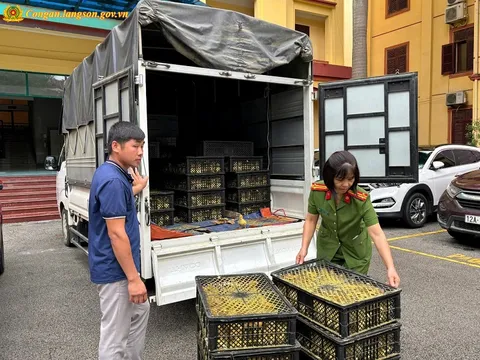 Lạng Sơn: Tạm giữ 6.000 con vịt giống không rõ nguồn gốc