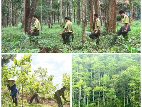 Hoàn thiện hàng lang pháp lý về xử phạt vi phạm hành chính trong lĩnh vực lâm nghiệp