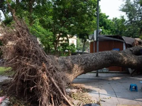 Cây xanh gãy đổ làm thiệt hại về người hoặc tài sản thì bồi thường thế nào?