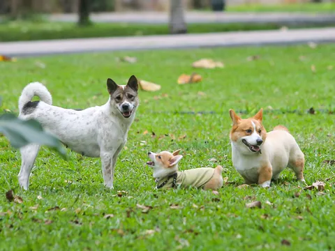 Thả rông động vật nuôi ở nơi công cộng bị phạt tới 1 triệu đồng