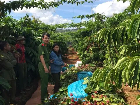 Bắt người phụ nữ trộm cắp cà phê của hàng xóm