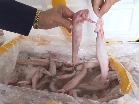 Phía sau 10 tấn cá bị tẩm chất độc