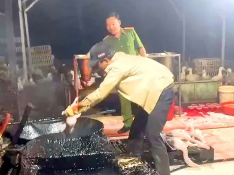 Dung dịch 'bí ẩn' trong lò giết mổ chui: Hiểm họa an toàn thực phẩm trước Tết